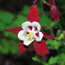 Aquilegia hybrida Crimson Star 